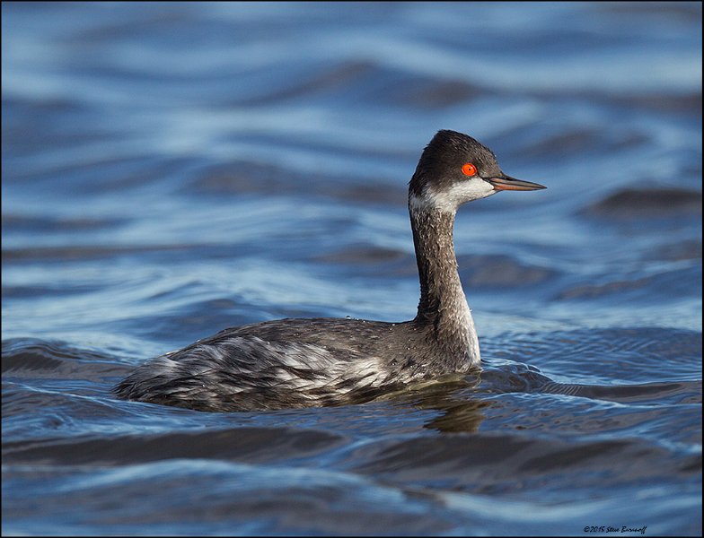 _5SB5803 eared grebe.jpg